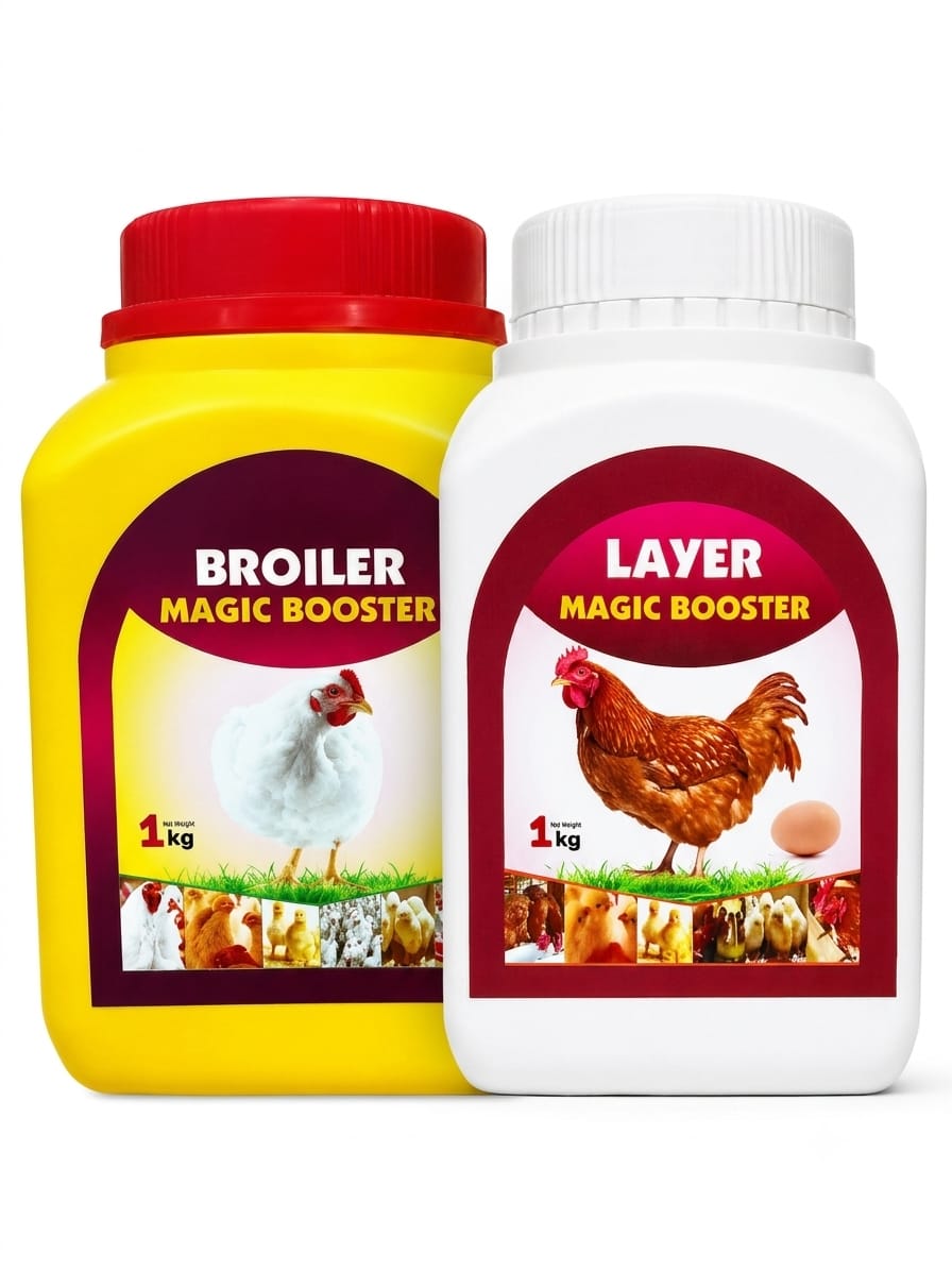 broiler and layer broiler and layer